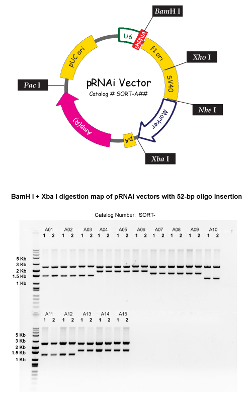 Restriction Digest Protocol