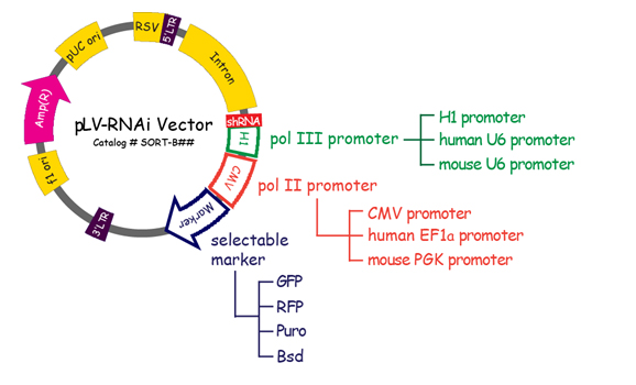 rnai plv shrna transduction lenti lentiviral protocols analysis